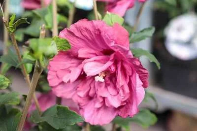 Altheastrauch (Hibiscus syriacus Magenta Chiffon) - Hibiskus