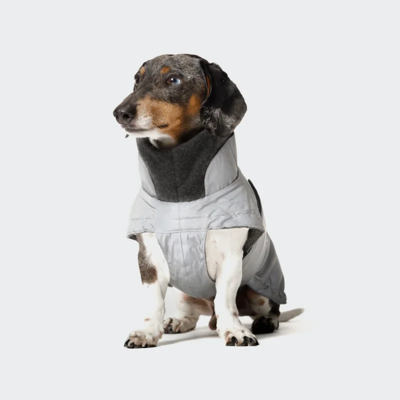 CLOUD7_ Ein Dackel mit schwarzem, braunem und weißem Fell sitzt auf einem hellen Hintergrund und trägt den Hundemantel Dackel Brooklyn Reflective - eine hellgraue Isolierjacke, die Hals und Körper im Winter wärmt.