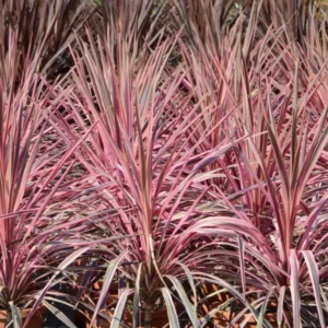 Cordyline (Cordyline australis 'Pink Southern Splendour') - Exotische Pflanzen