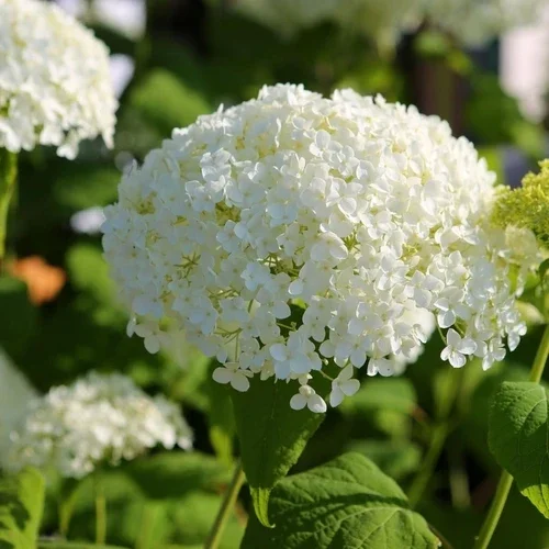 Hortensie (Hydrangea arborescens ‘Annabelle’) - Hortensie
