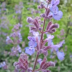 Katzenminze (Nepeta faassenii 'Six Hills Giant') - Gartenpflanzen