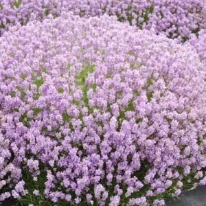 Lavendel (Lavandula angustifolia 'Rosea') - Gartenpflanzen